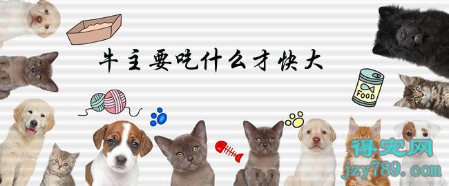 牛吃什么补硒