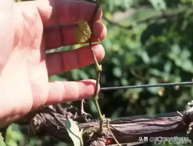 钾和硒怎么补