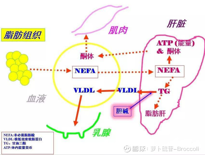 补硒可以吃啥
