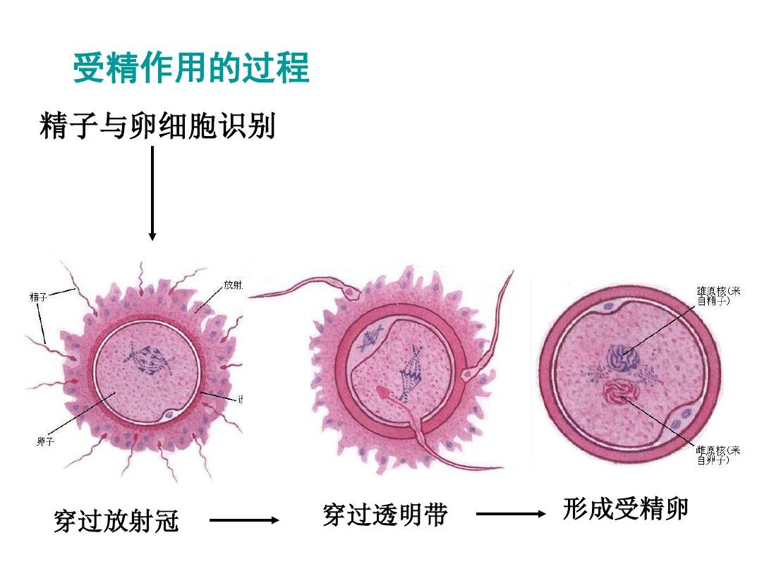 孕期要补硒吗