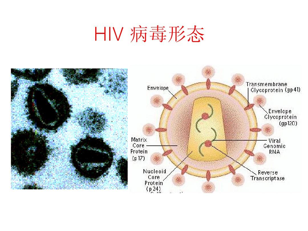 补硒杀艾滋病