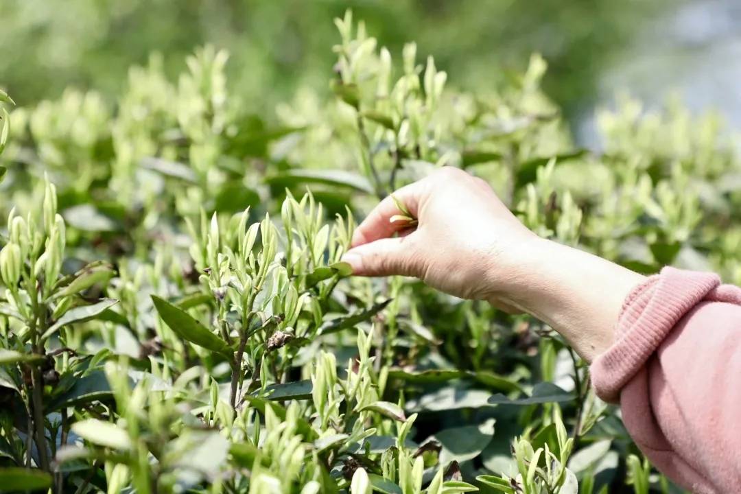 补硒一亩成本