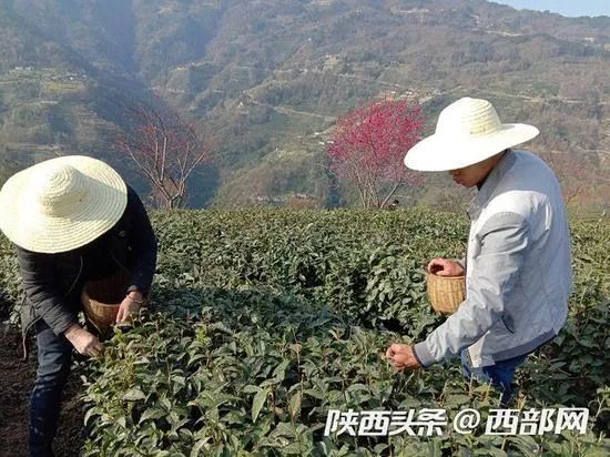 富硒产品直播