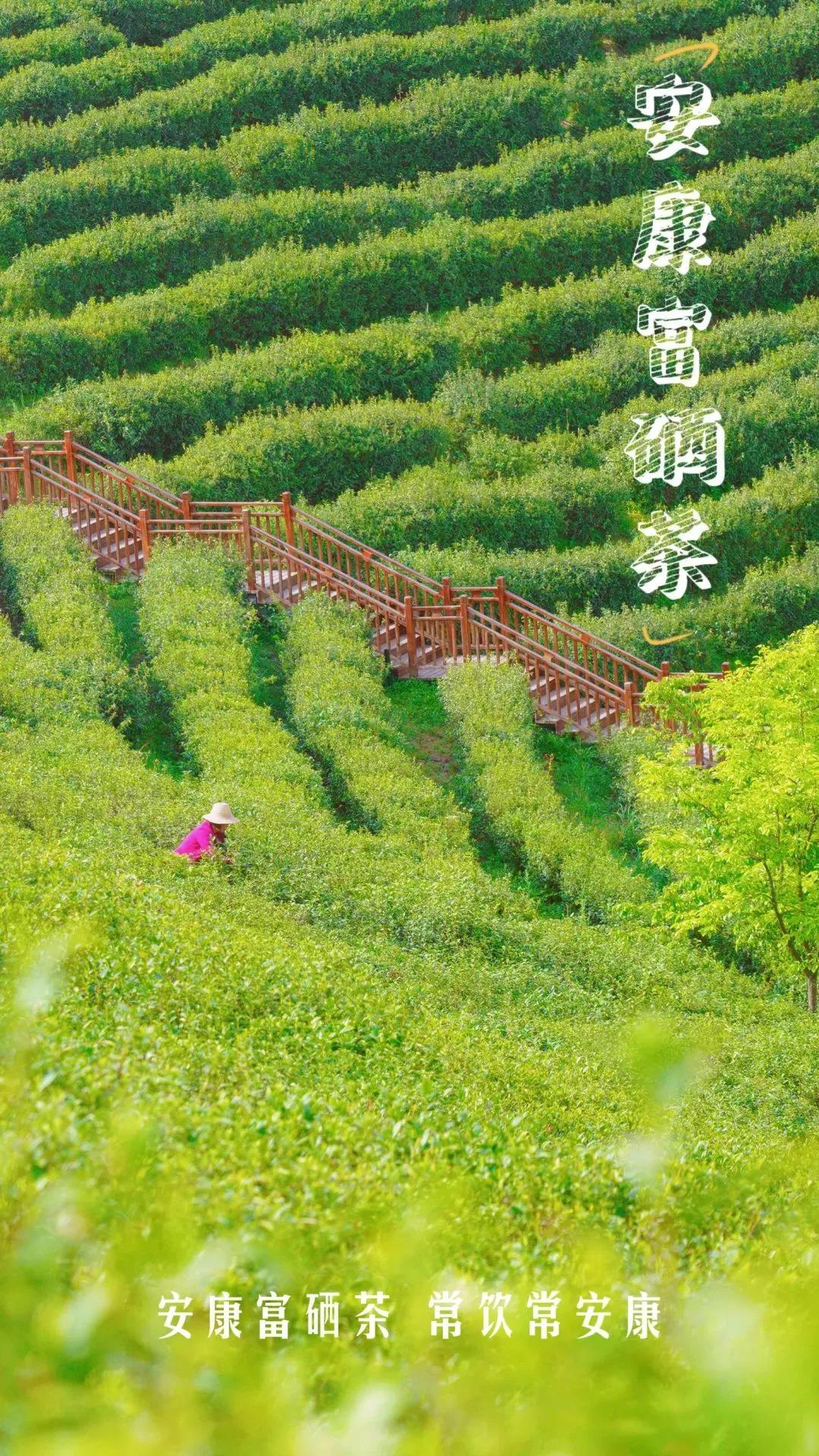 富硒产品杯子