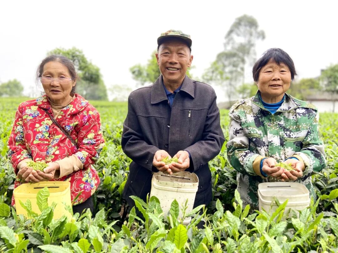 茶铺富硒玉芽