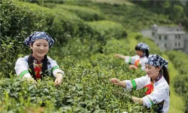 最好的富硒茶
