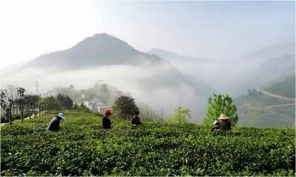 最好的富硒茶