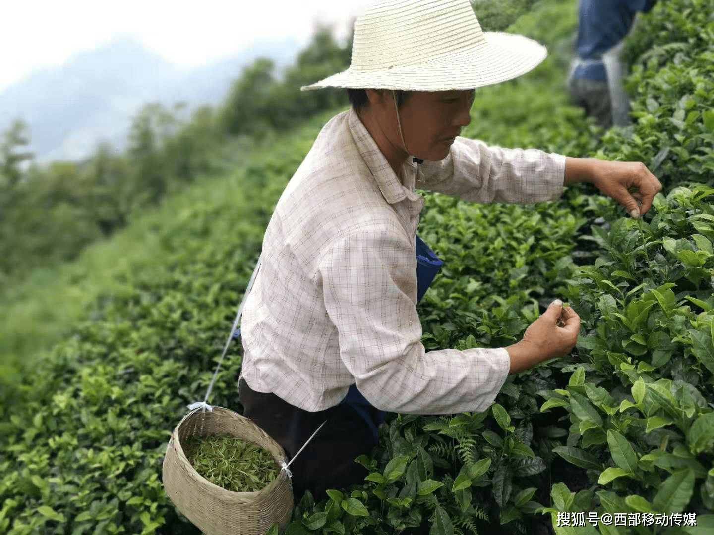 富硒茶是绿茶
