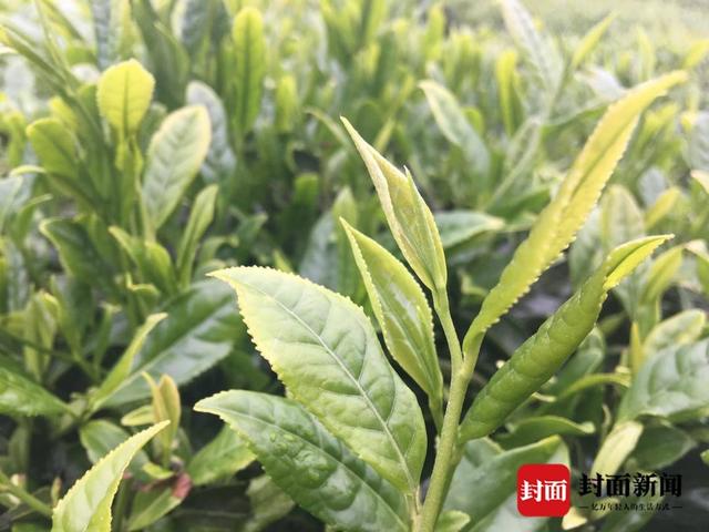 富硒茶是绿茶