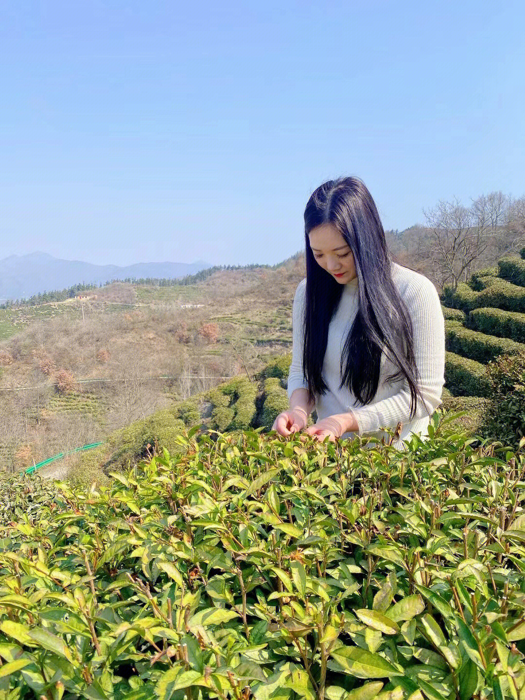 富硒茶是绿茶