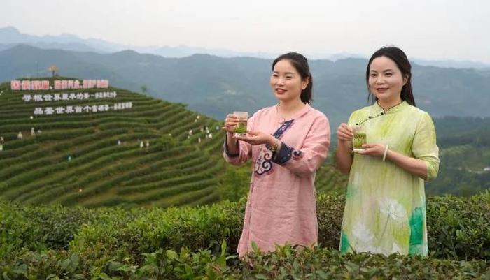 富硒茶的开发