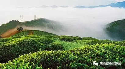 珍硒茶富硒茶