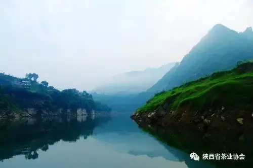 珍硒茶富硒茶