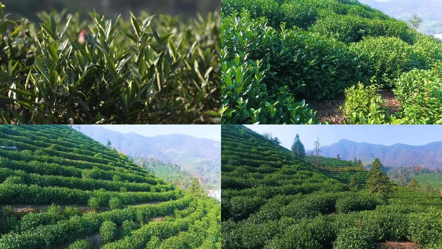 富硒茶硒超标