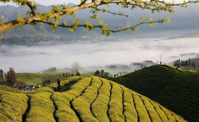 原生茶富硒茶