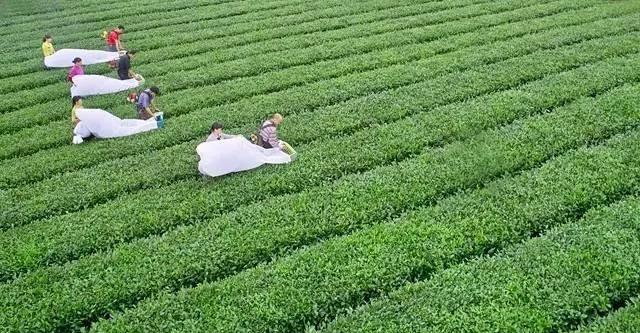 原生茶富硒茶