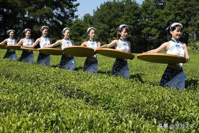 原生茶富硒茶