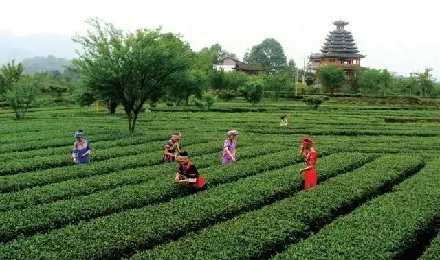 原生茶富硒茶