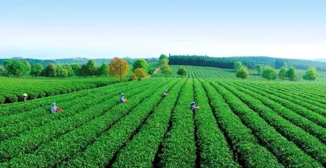 原生茶富硒茶