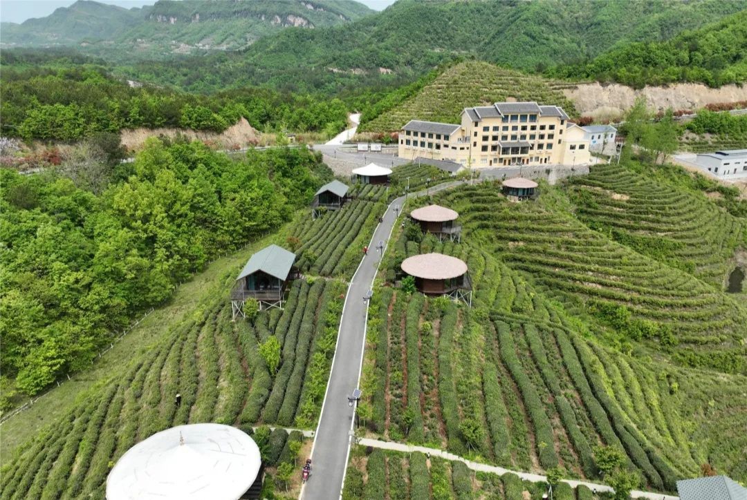 原生茶富硒茶