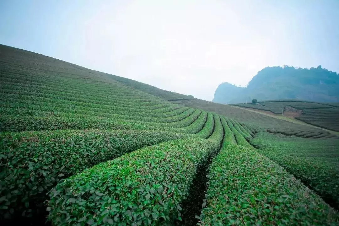 茶籽富硒湖南