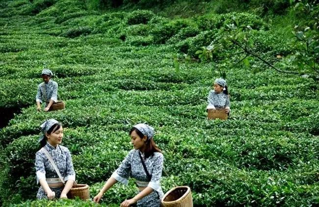 富硒茶绞股蓝