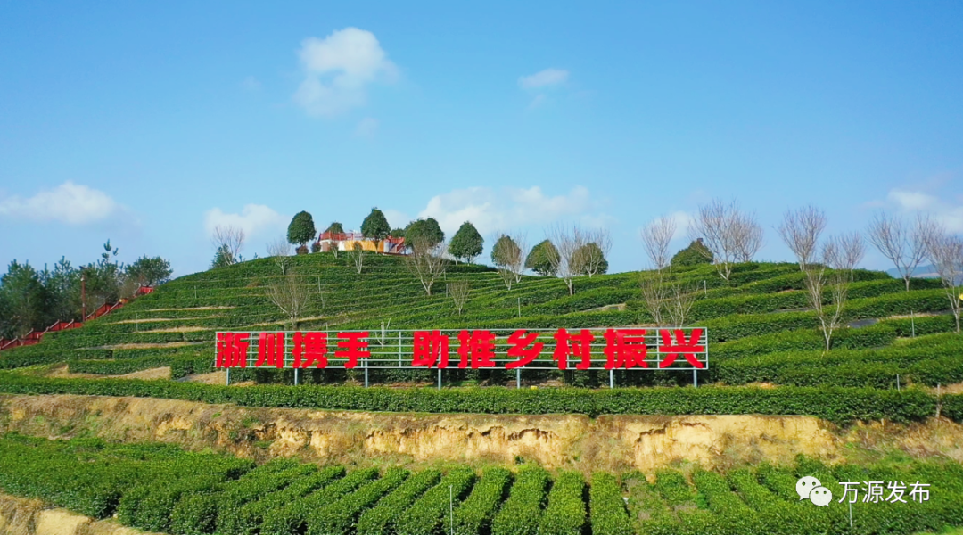 富硒茶 有机