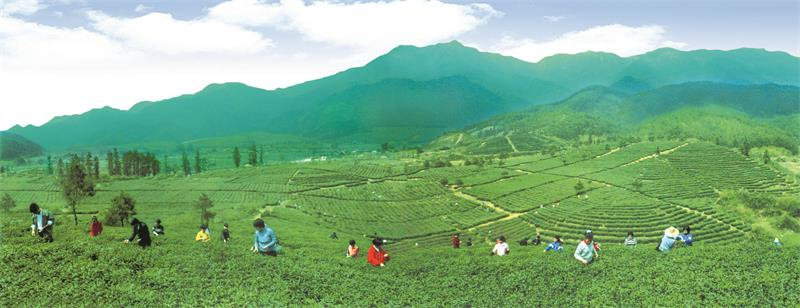 长阳茶 富硒