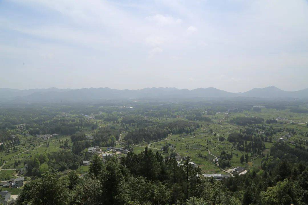 富锌硒茶贵茶