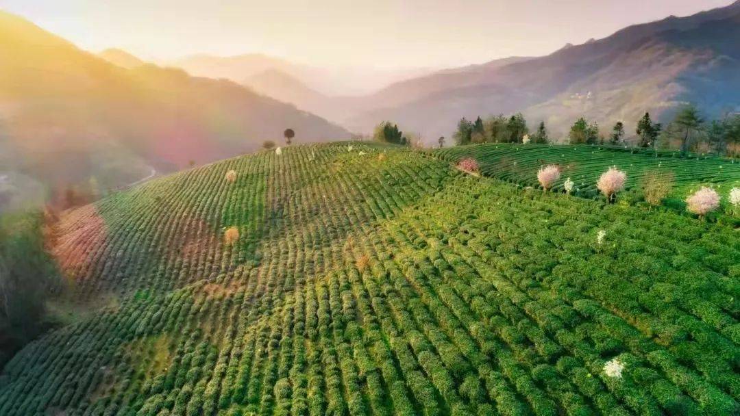 富硒茶 生态
