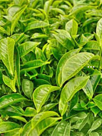 富硒茶和安吉白茶哪个好