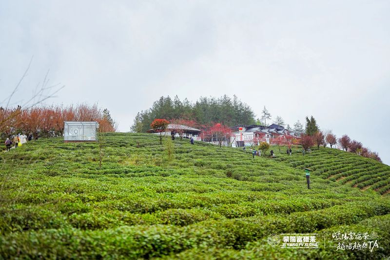 富硒茶铁观音
