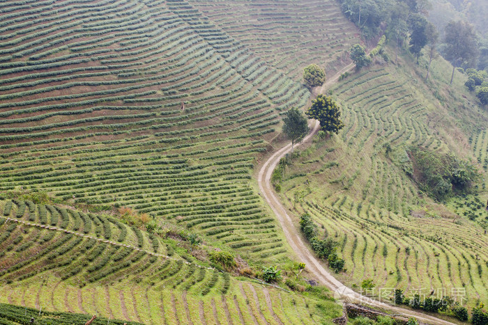大富山富硒茶