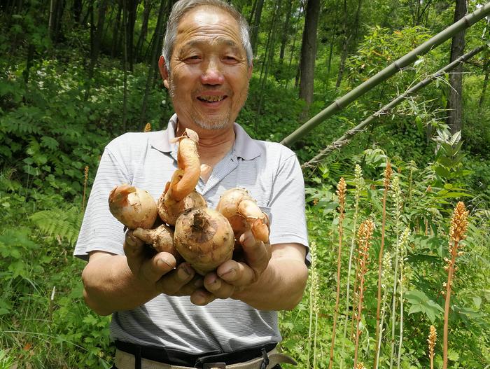 山坡盖“被子” 群众赚“票子” 林业产业助力脱贫攻坚的汉滨答卷