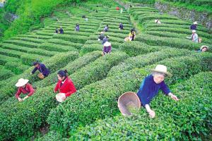 安徽的富硒茶