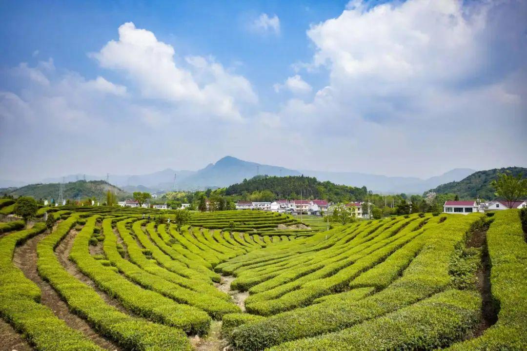 安徽的富硒茶