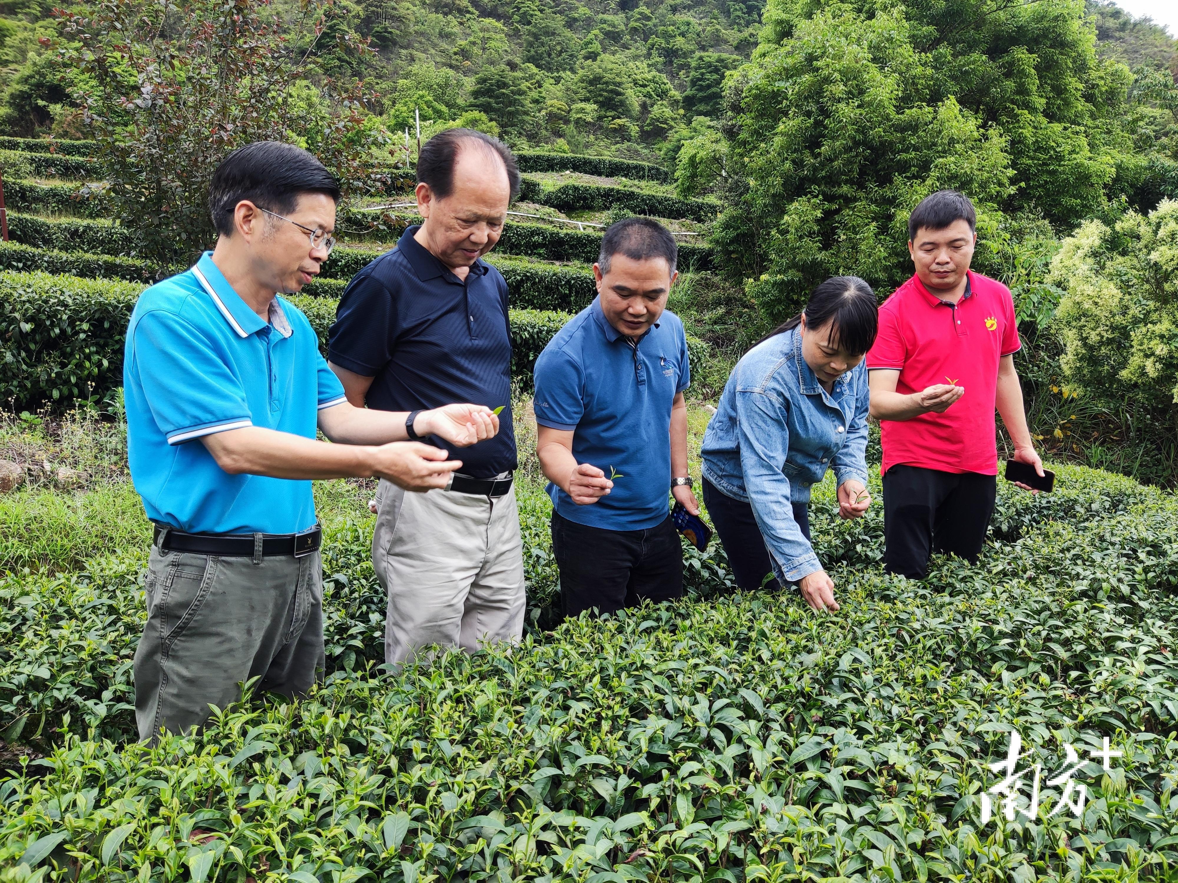 富硒茶的故事