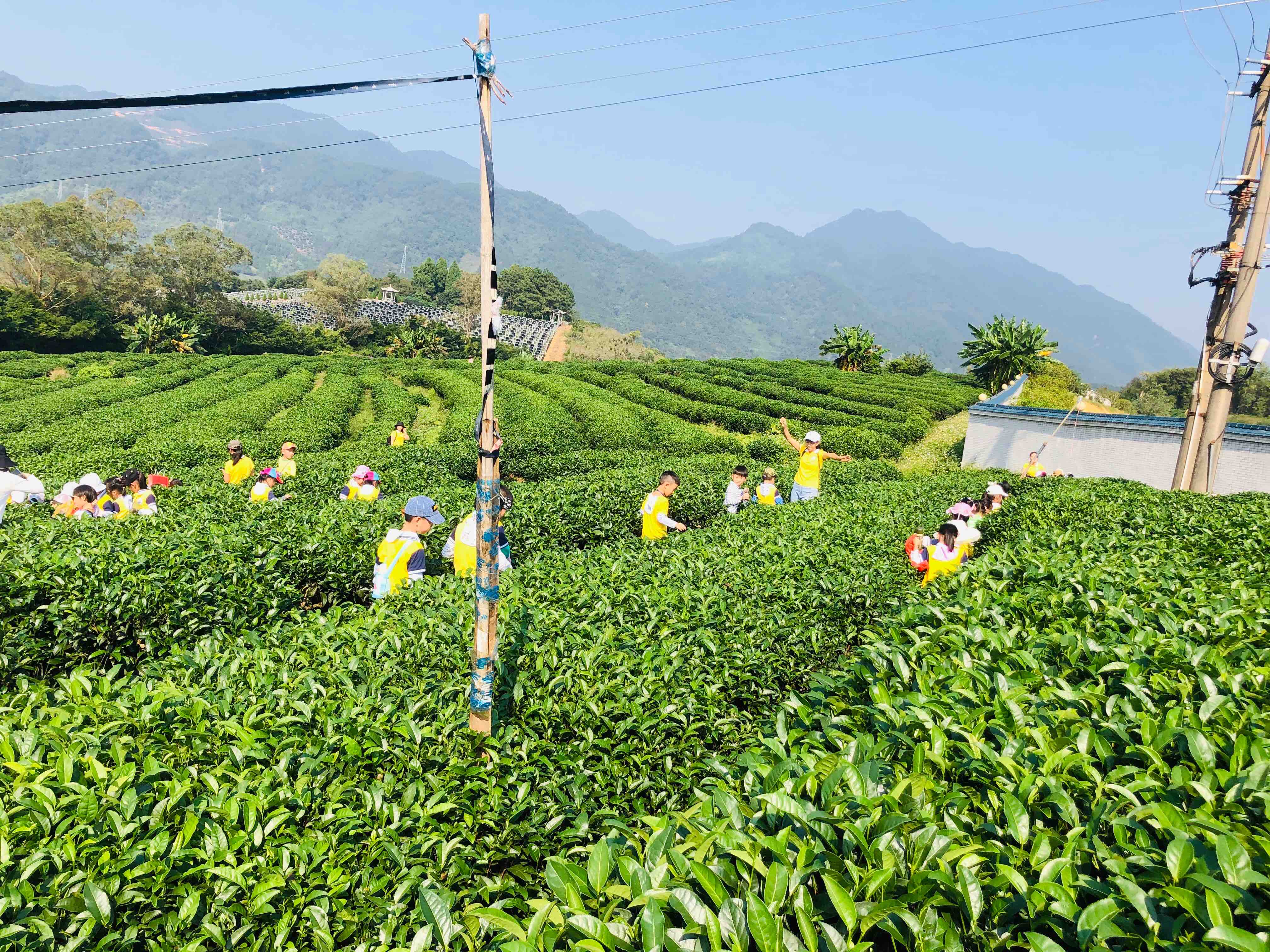紫阳富硒茶怀