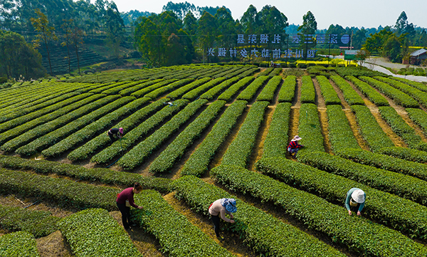 紫阳富硒茶怀