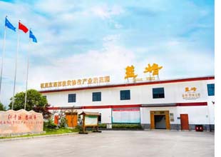 恩施富硒茶王