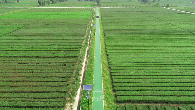 富硒野茶功效