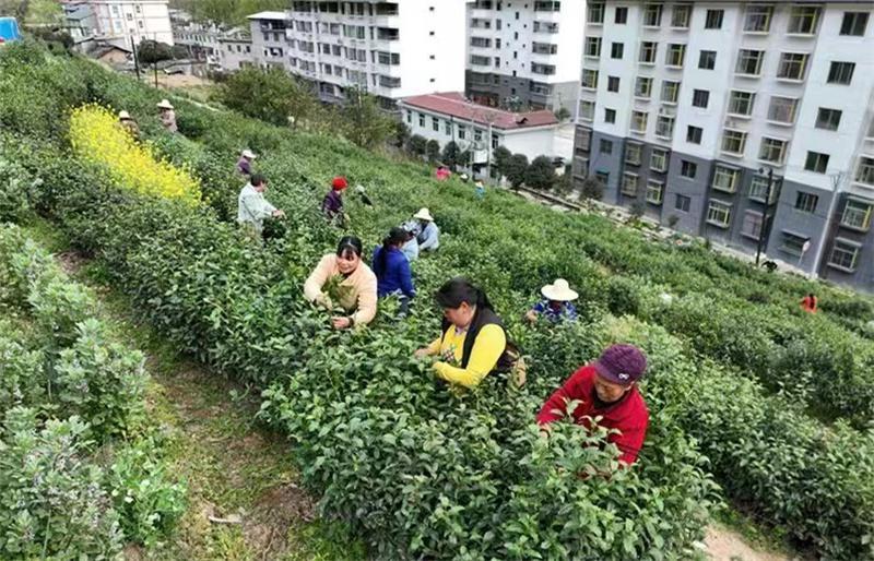 有名的富硒茶