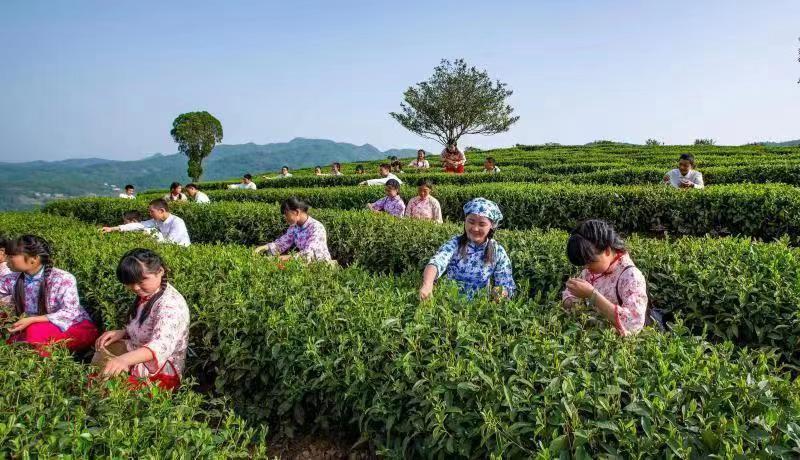 有名的富硒茶