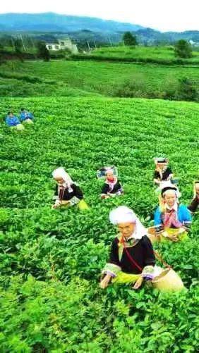贵州富硒野茶