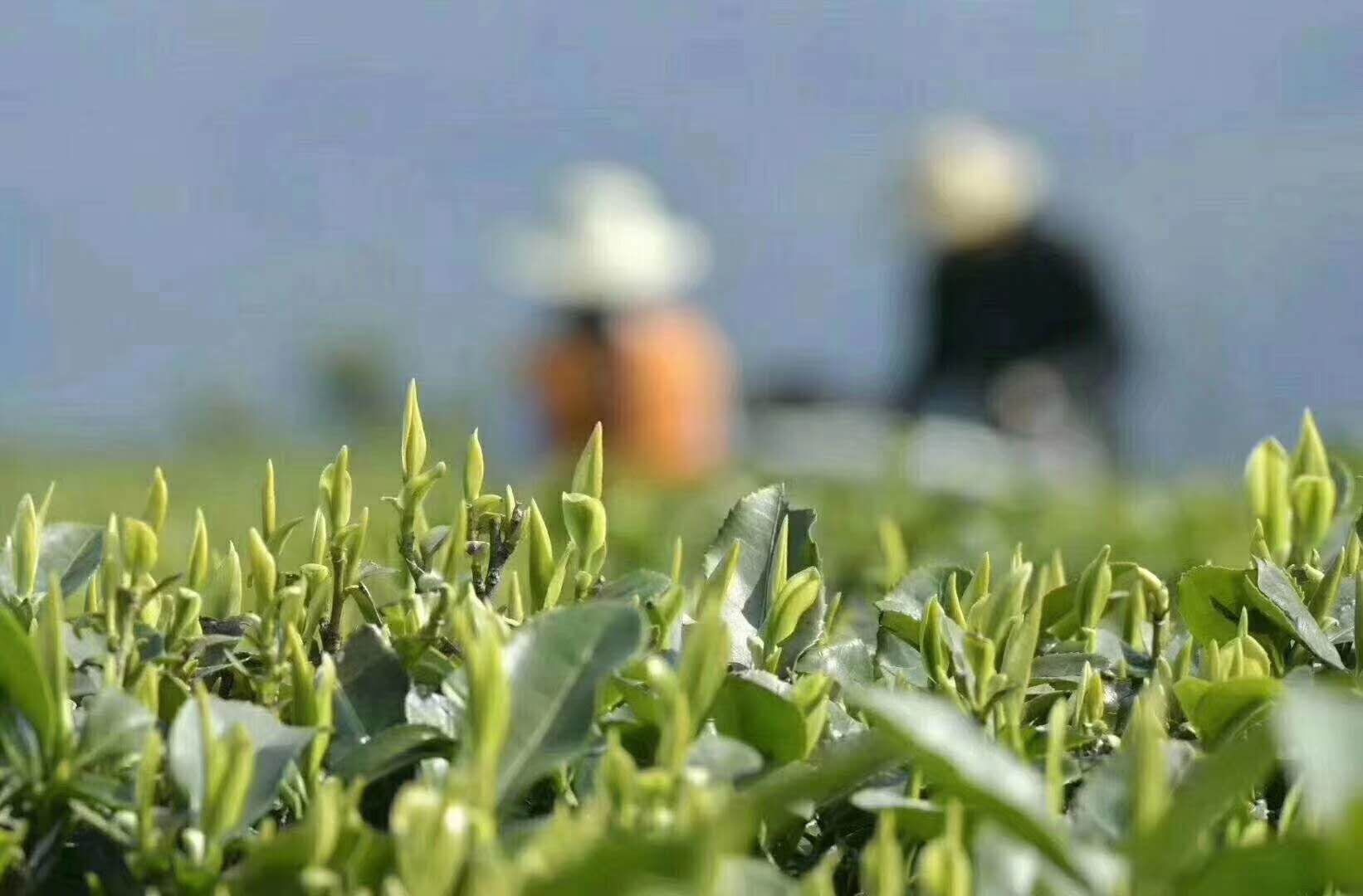德国产富硒茶