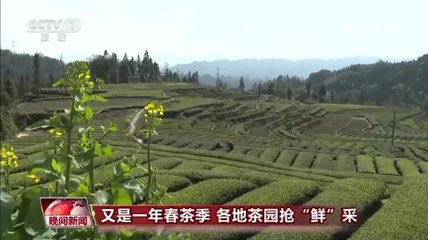 巴东的富硒茶