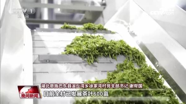 巴东的富硒茶