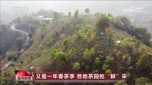 巴东的富硒茶