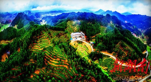种富硒茶脱贫