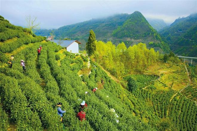 陕西茯茶富硒